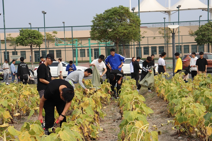 劳动文化节之采摘向日葵